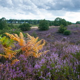 Flowering heathland